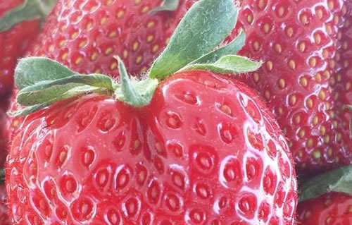 Camarosa Strawberries
