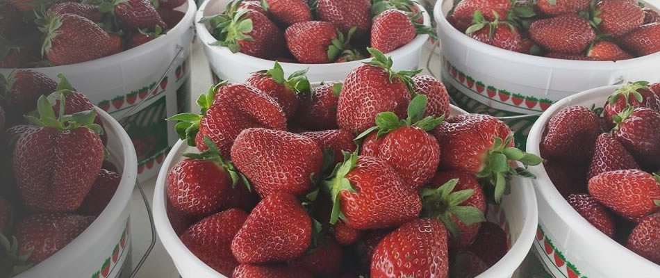 You pick or we pick strawberries